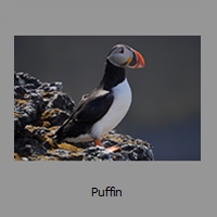 Puffin